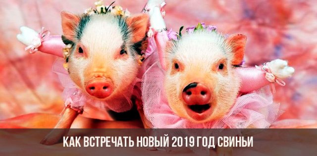 В Чем Встречать Новый Год Свиньи
