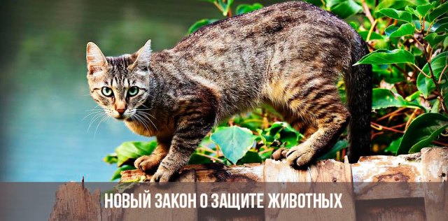 8 Лет Новый Закон